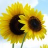 Two sunflowers against a blue sky.