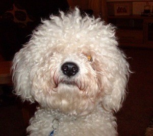 Toby Dog