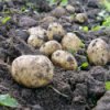 Growing Potatoes