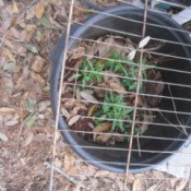 Growing Peaches from Pits