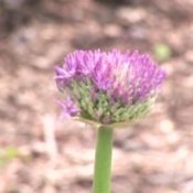 How to Design a Flower Bed