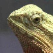 Bearded Dragon Care