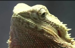 Caring for a Bearded Dragon