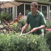How to Prune a Hedge