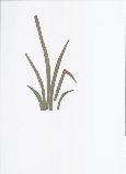 Stem and leaf pattern.