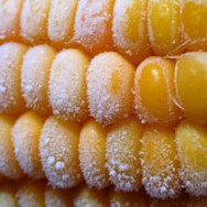 How do you freeze corn in the husk?