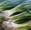 Freezing Green Onions
