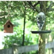 How to Attract Birds