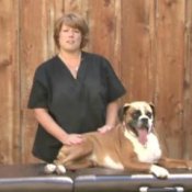 How to Massage Your Dog