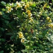 Closeup of agrimony.