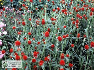 Red amaranth flowers.