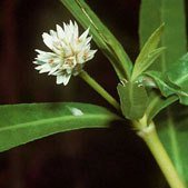 Alternanthera bloom.