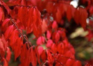 Burning bush, fall foliage.