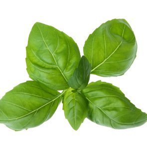 Spring of fresh basil.