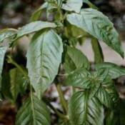 Basil