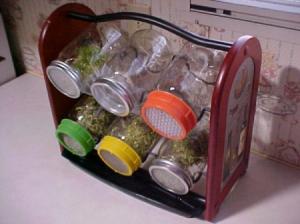Sprout Garden