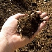 Composting tea.