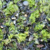 Composting seaweed.