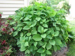 Hydrangea plant.