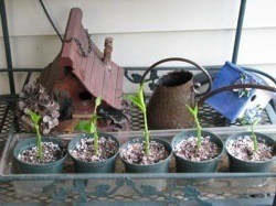 Potted Hydrangea cuttings.