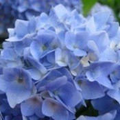 Hydragea flower.