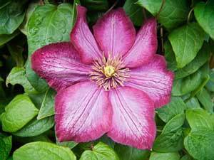 Clematis flower.
