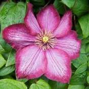 Clematis flower.