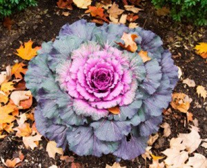 Ornamental kale.
