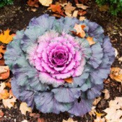 Kale