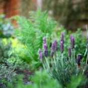 Perennial herb garden.