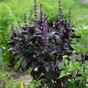 Growing herbs.