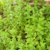 Photo of Mint Growing