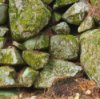 Moss on a rock wall.