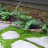 Moss growing between a rock path.