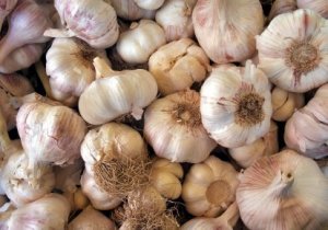 Growing Garlic