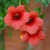 Trumpet Vine