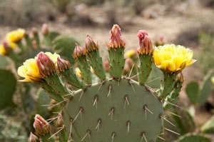 Photo of a prickly pear cactus.