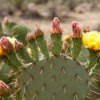 Photo of a prickly pear cactus.