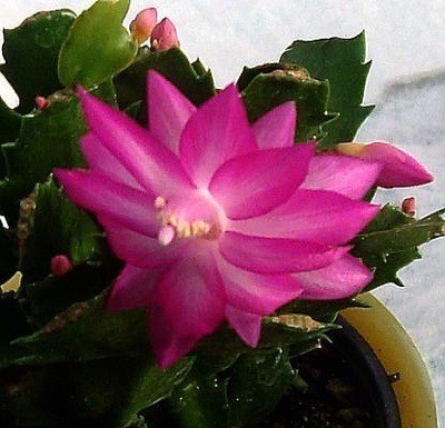 Christmas Cactus in Bloom