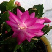 Christmas Cactus in Bloom