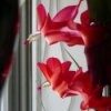 red christmas cactus