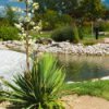 flowering yucca
