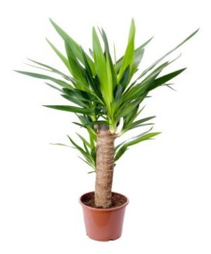 growing yucca plants from seed