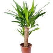 growing yucca plants from seed