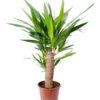 growing yucca plants from seed
