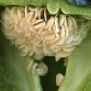 Green Pepper Seeds
