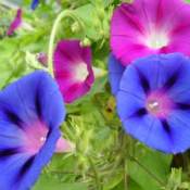 Morning Glory