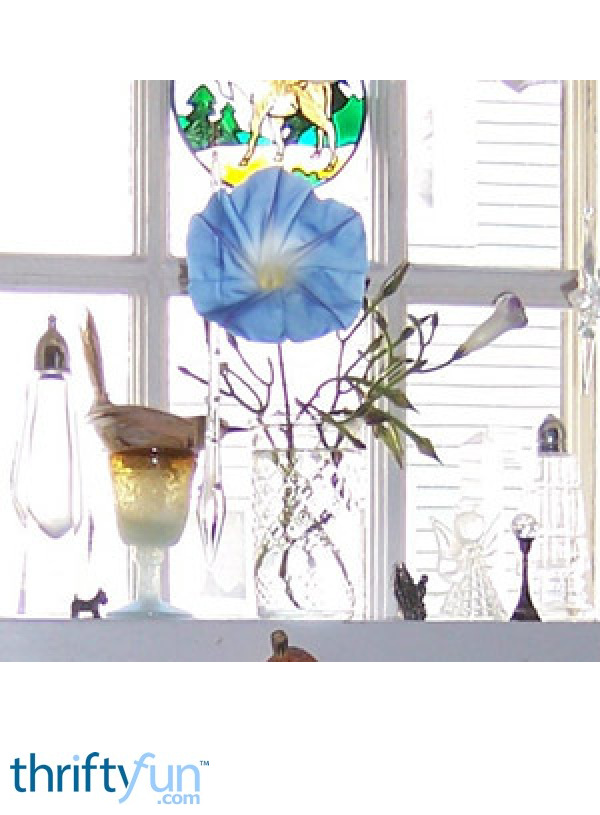 Growing Morning Glory from Cuttings ThriftyFun