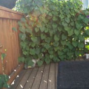 Morning Glories Deck