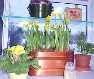 Garden Window Ideas